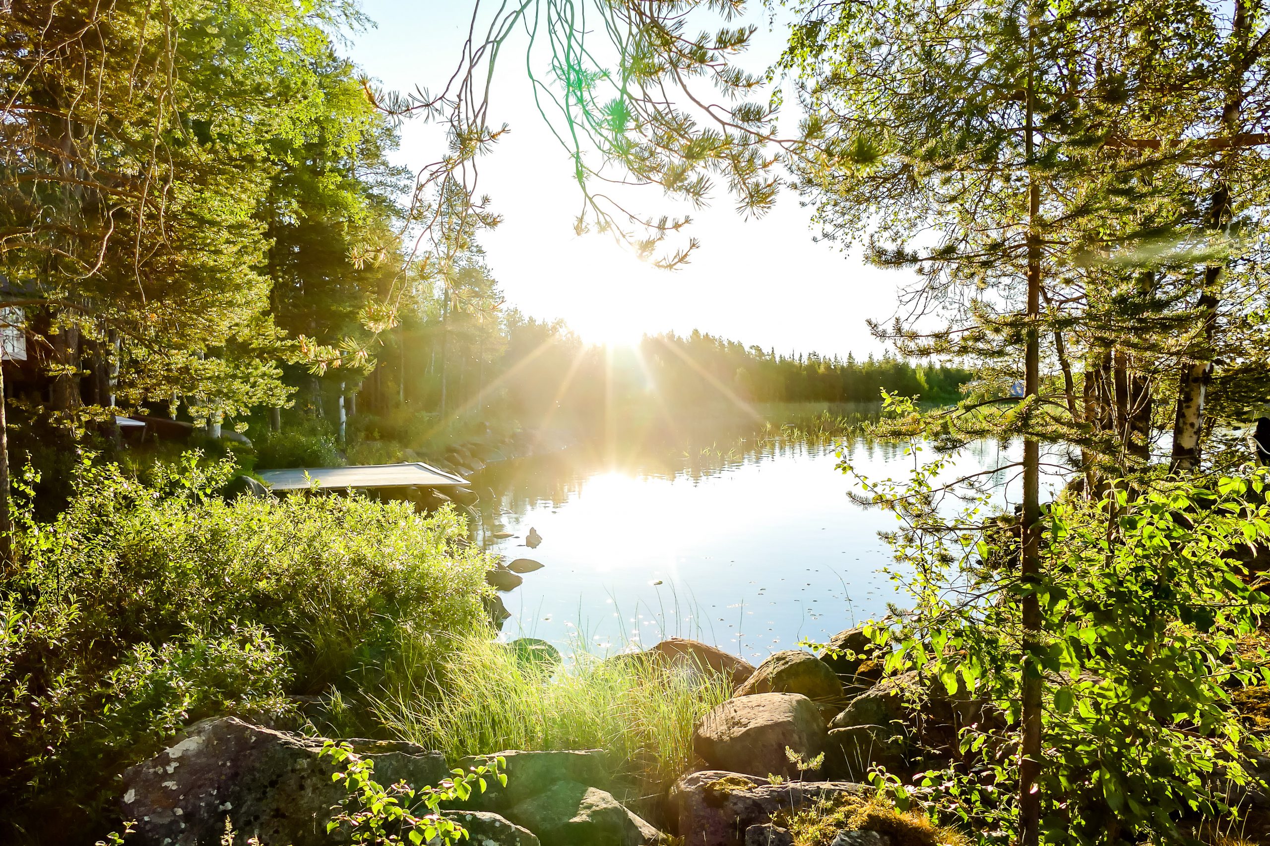 morning in forest, in Sweden Scandinavia North Europe